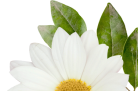 flower_1_4
